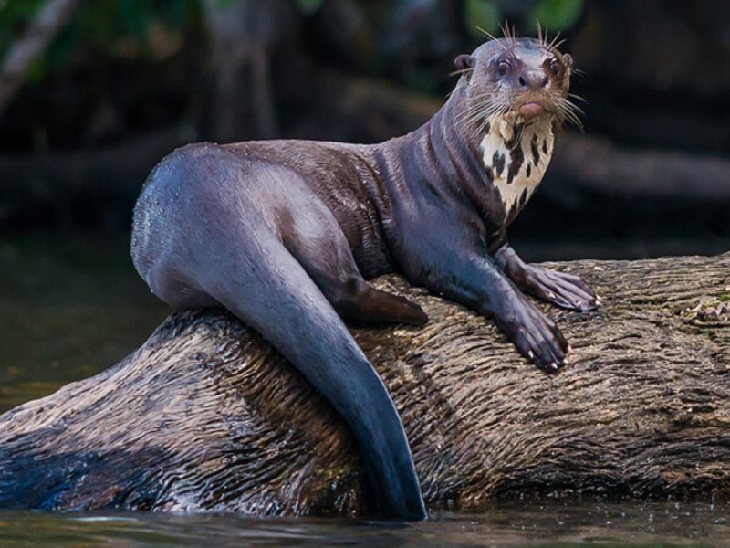 Ariranhas em cima de tronco de árvore 
