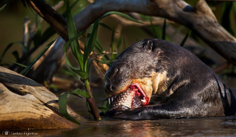 Lontra-gigante se alimentando de sua caça