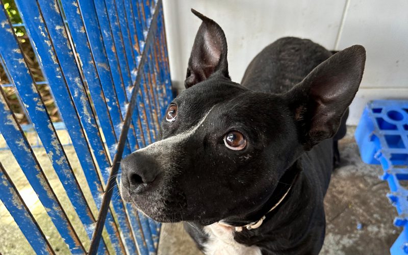 Cachorro acolhido na Dibea, em Florianópolis