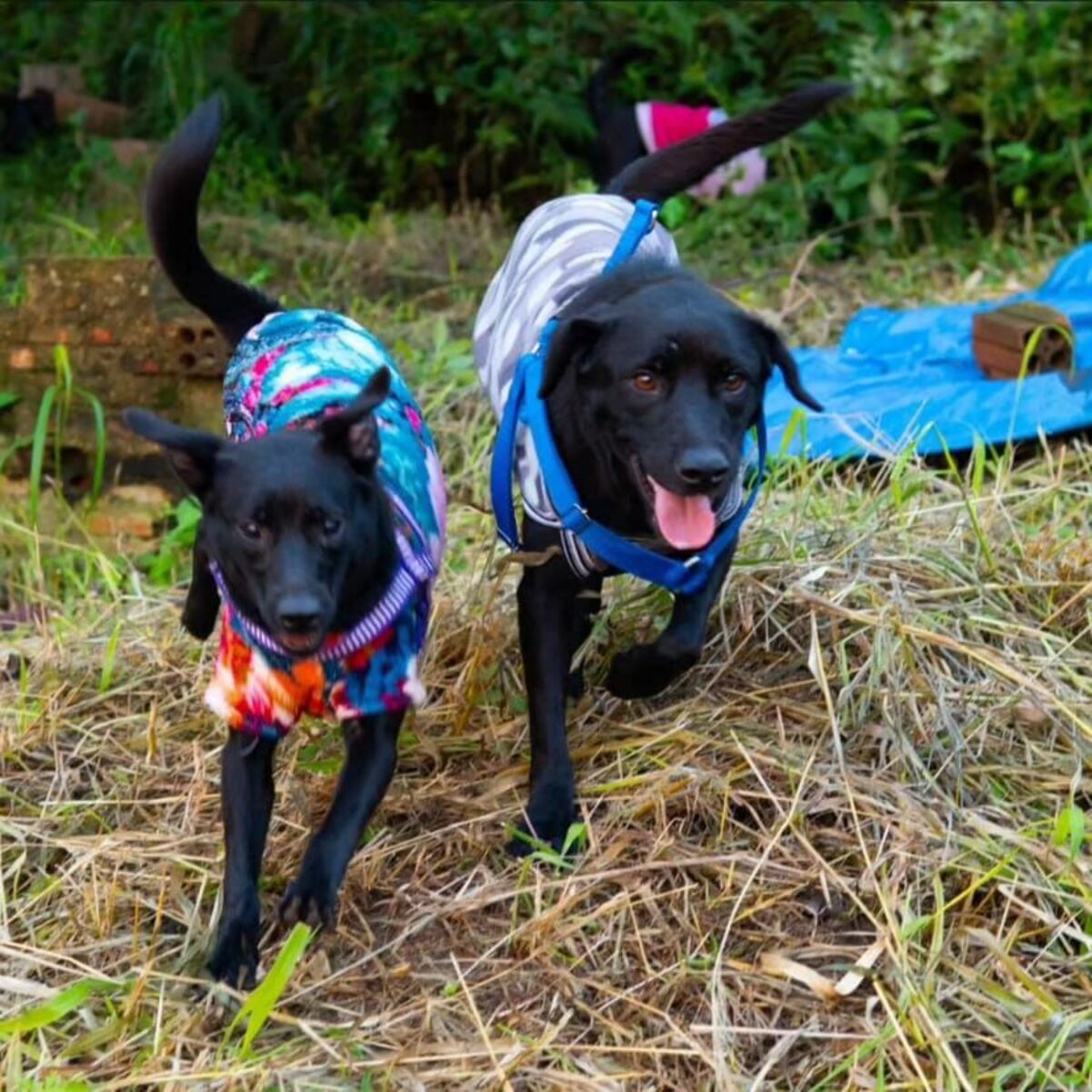 Mesmo com a situação caótica na cidade, os cachorros resgatados seguem com sorriso no rosto