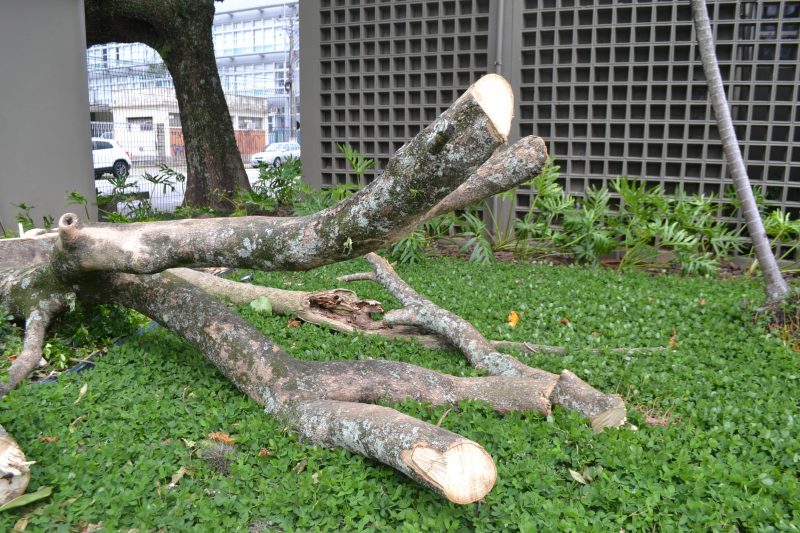 &Aacute;rvore cortada no quintal do Tribunal de Contas do Estado de Santa Catarina – Foto: Diogo de Souza/ND