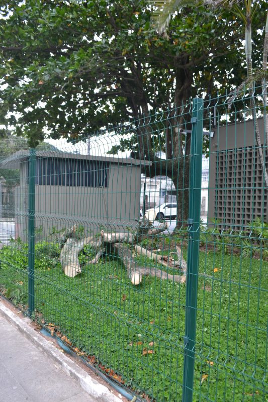 Alerta para plantas tóxicas