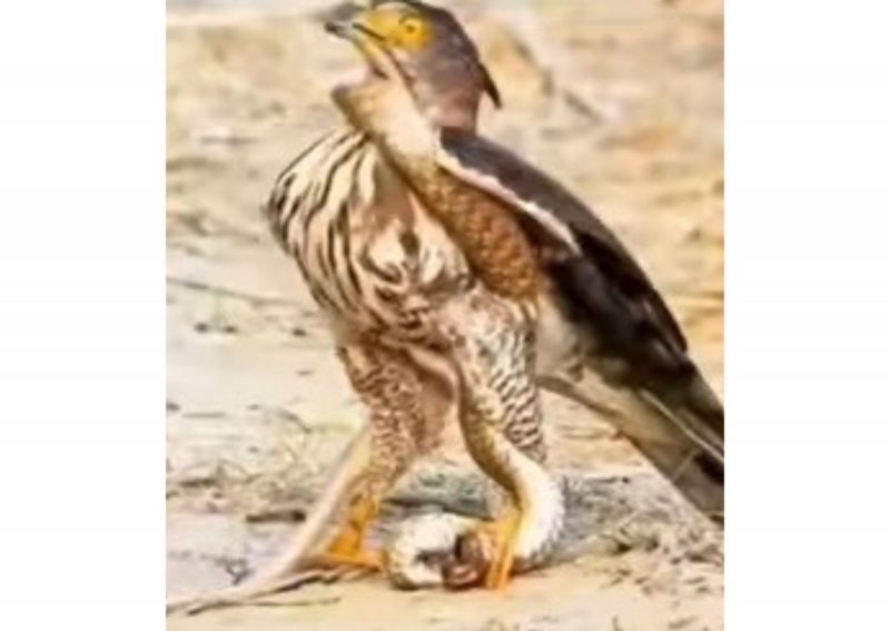 Ave de rapina captura serpente, mas vira presa também