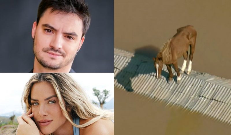 Felipe Neto e Gio Ewbank querem adotar cavalo caramelo