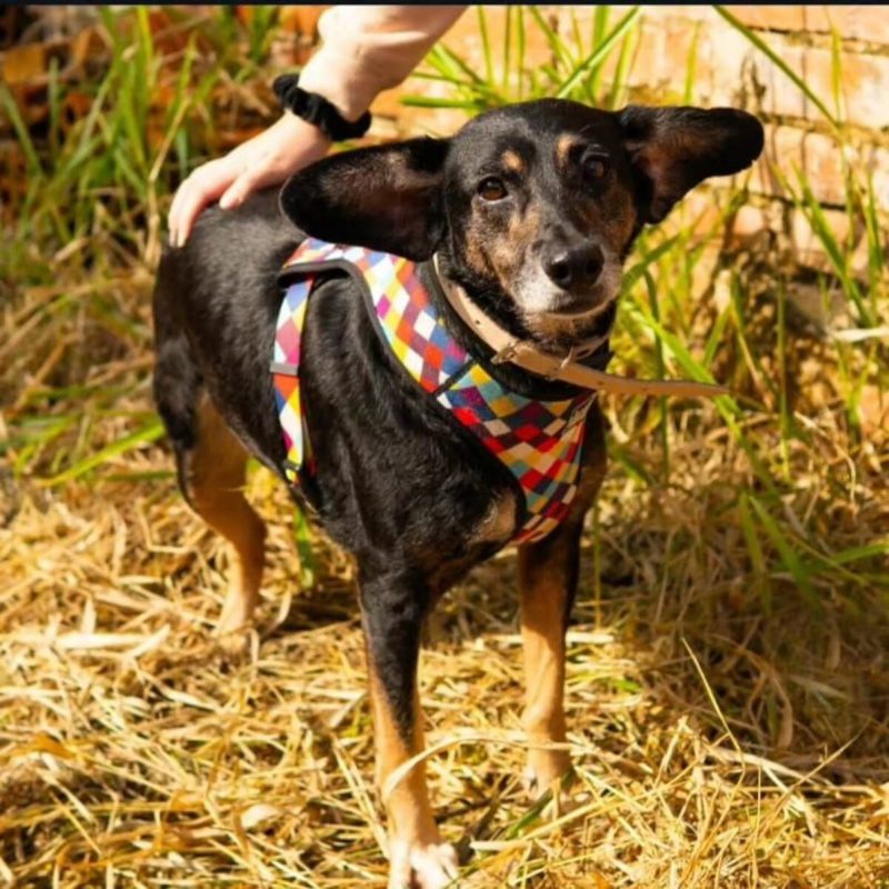 Cachorros de todas as idades s&atilde;o resgatados pela equipe volunt&aacute;ria do abrigo – Foto: Tami Rodrigues/Segura Minha Pata/Reprodu&ccedil;&atilde;o/ND