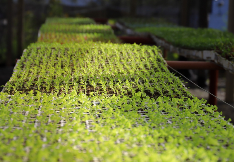 Jaraguá do Sul tem 55 hortas comunitárias em 22 bairros