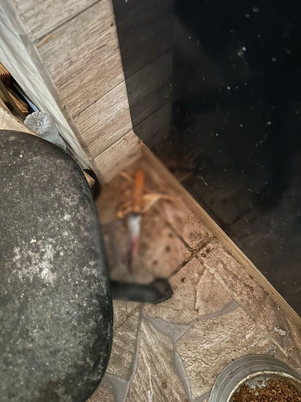 Policiais encontraram a faca utilizada no crime