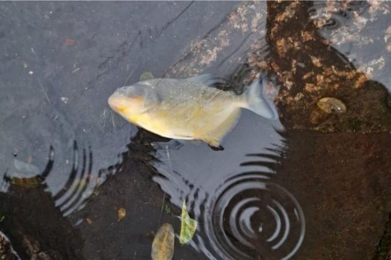 Piranhas são encontradas em ruas alagadas de Porto Alegre