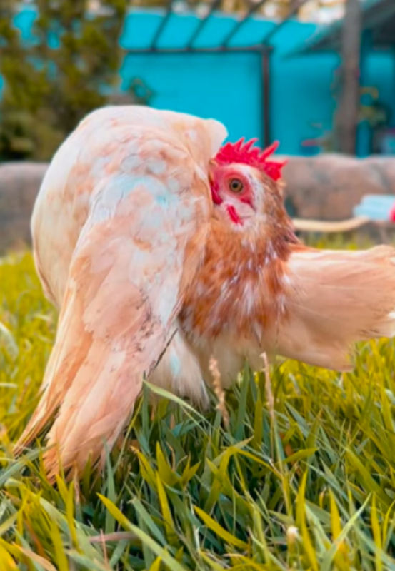 Galinha serama pesa cerca de 500 gramas e tem atraído olhares do público brasileiro - Foto: Topete de Ouro/Reprodução/ND