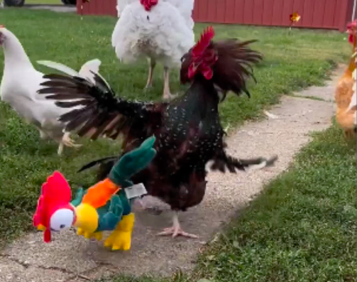 Momento do “bote” que galo deu na pel&uacute;cia – Foto: Reprodu&ccedil;&atilde;o/YouTube