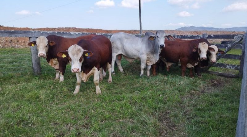 Foto de produção pecuária em Gaspar, com diversos bovinos dentro de cercado