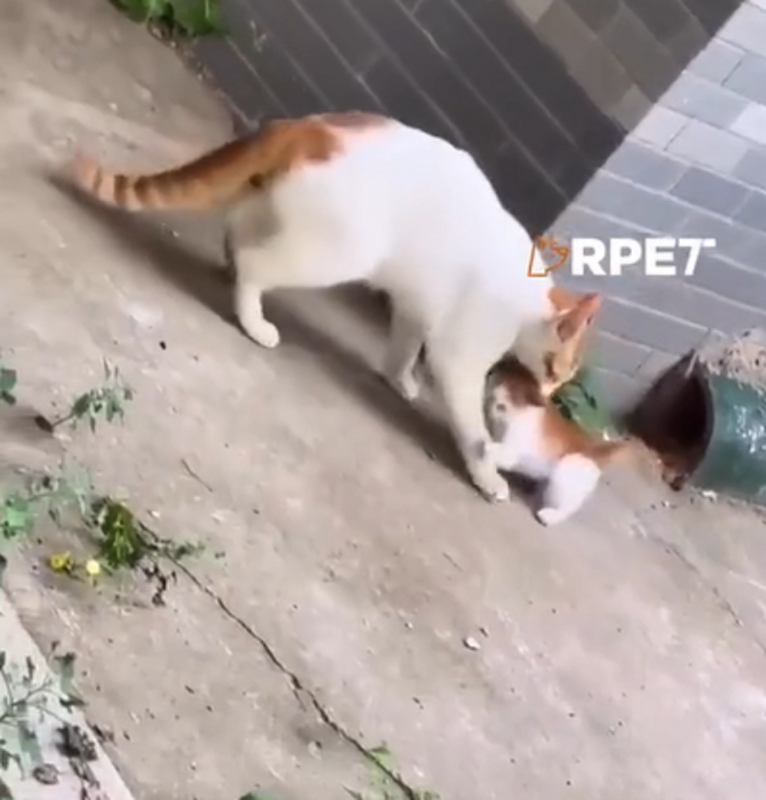 Gata viraliza ao ter comportamentos de mãe 