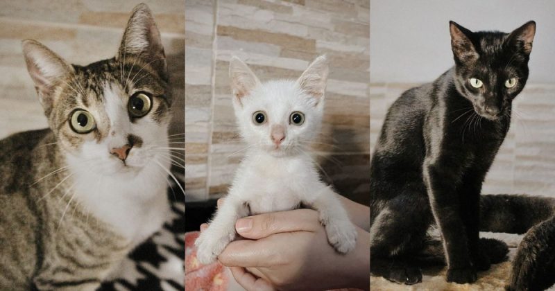 16 animais vieram para o Sul e SC – Foto: @salveumgatocriciuma/Reprodu&ccedil;&atilde;o/ND