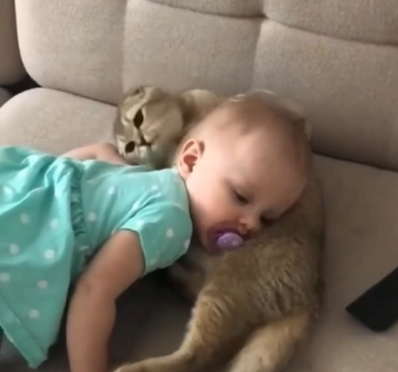 Gato tem melhor amigo humano e vídeo viraliza - Foto: Internet/Reprodução/ND