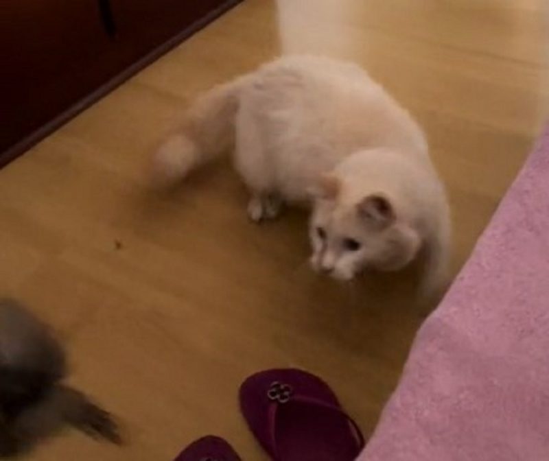 Pássaro saiu voando, assustando a mulher e o gato