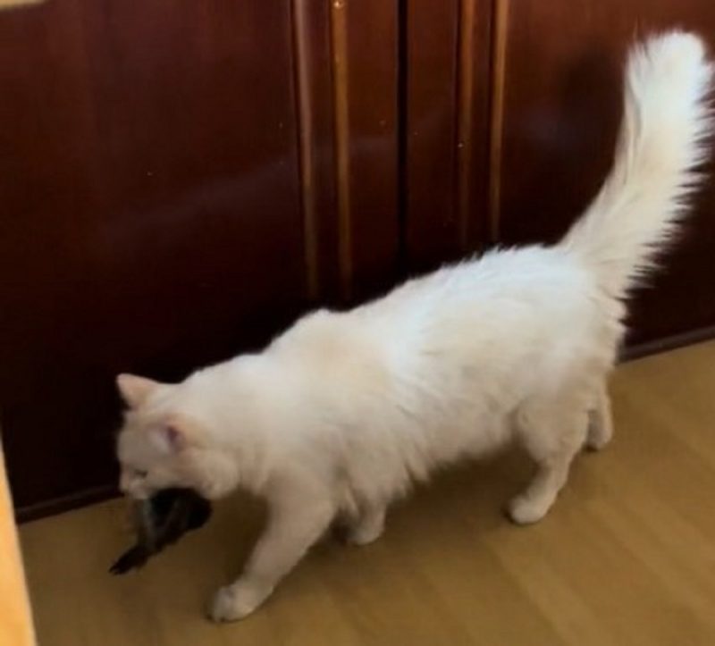 Gato leva pássaro de "presente" para tutora