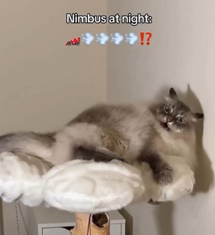 Nimbus &eacute; muito agitado e n&atilde;o para quieto durante o per&iacute;odo noturno – Foto: Nimbus_siberian/Reprodu&ccedil;&atilde;o/ND