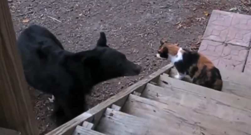 Gato põe urso-negro para correr