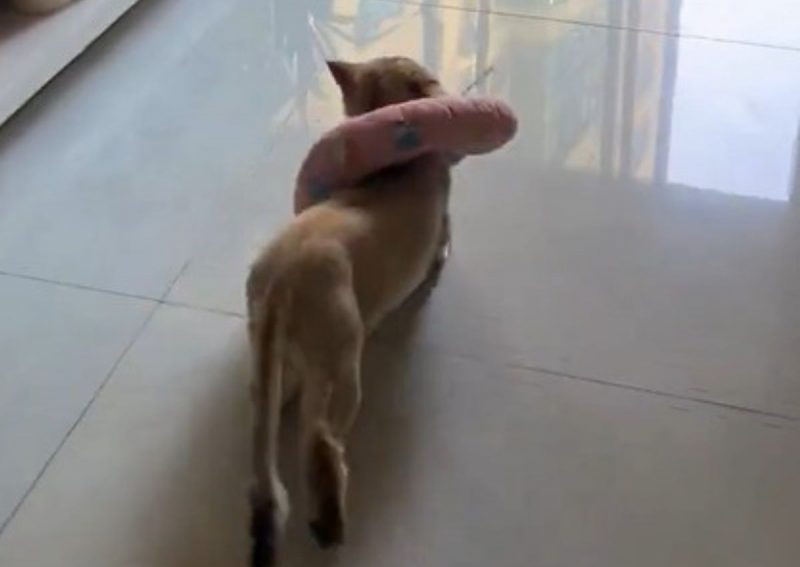 Gato faz sucesso com rebolado especial