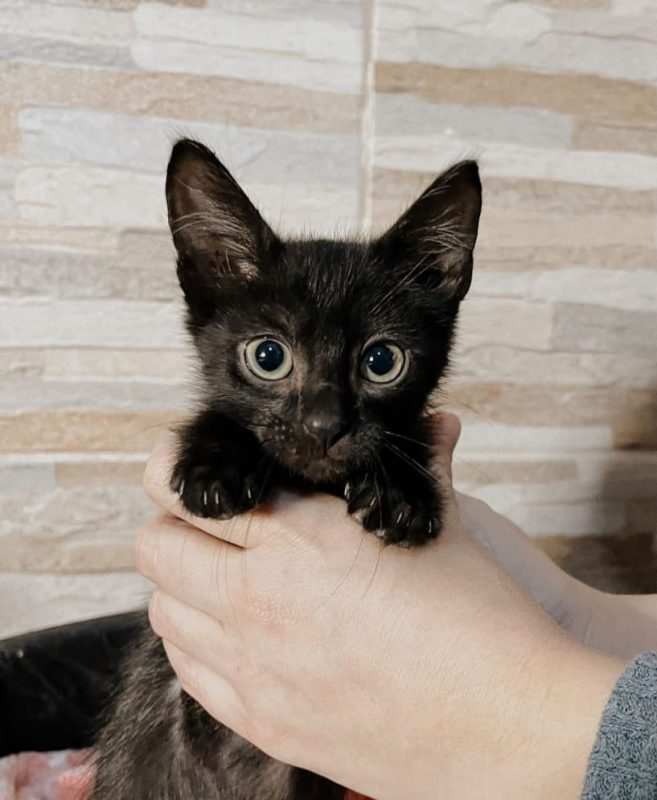 Preto ainda n&atilde;o foi adotado – Foto: gato Preto