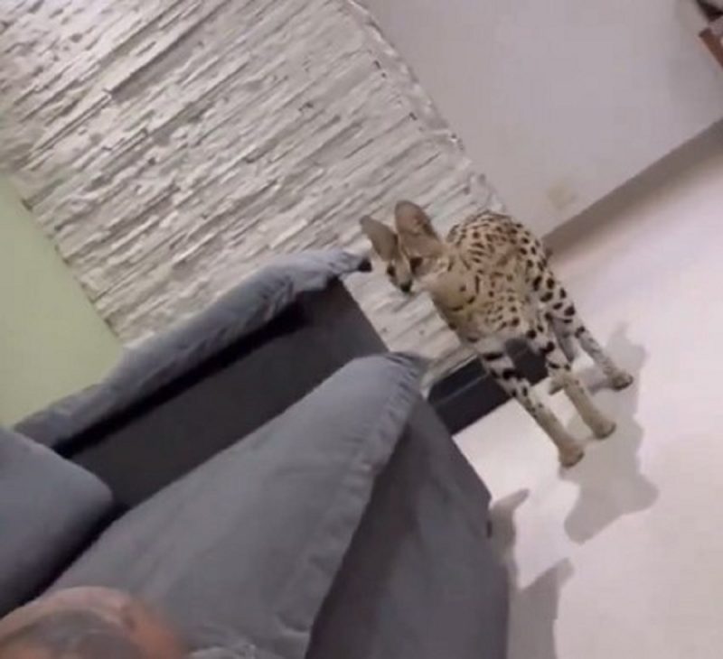 Imagem de gato híbrido entre serval e gato doméstico