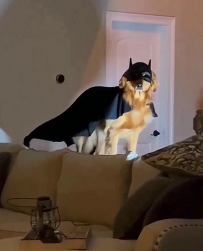 Golden Retriever viraliza ao se tornar o Batman dos animais - Foto: Animais Engraçados/Reprodução/ND