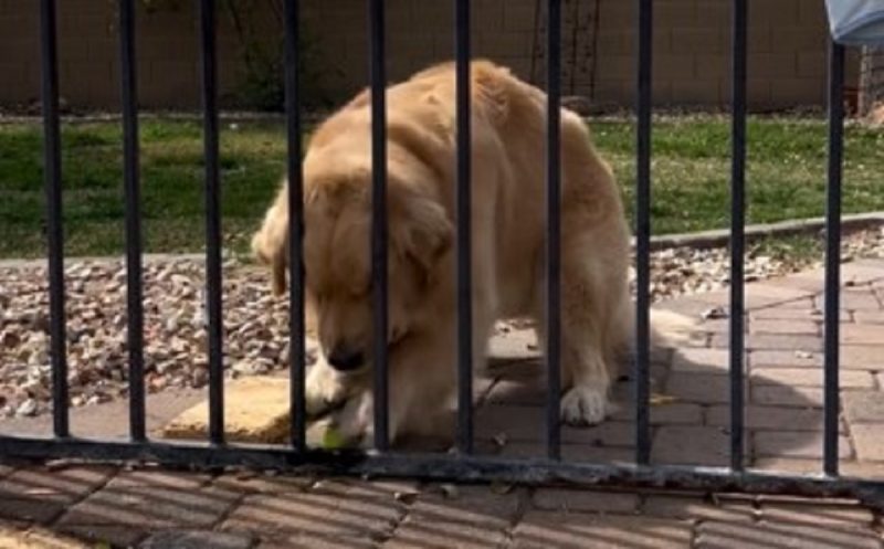 Golden usou técnica para resgatar a bolinha