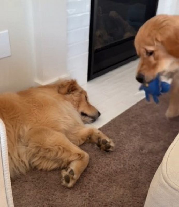 Pet saiu comemorando sua missão cumprida 