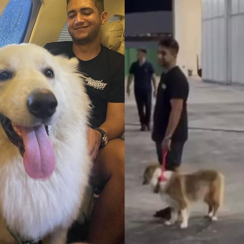 Henrique e Juliano sequestram cachorros do cantor Nattanzinho – Foto: Divulga&ccedil;&atilde;o/Reprodu&ccedil;&atilde;o/ND