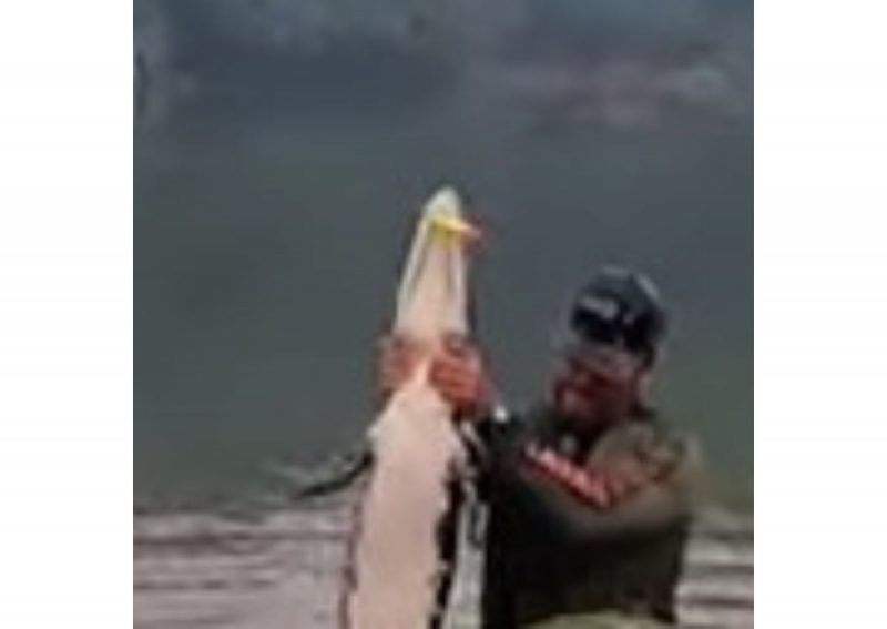 Anderson Guedes pesca jacaré 