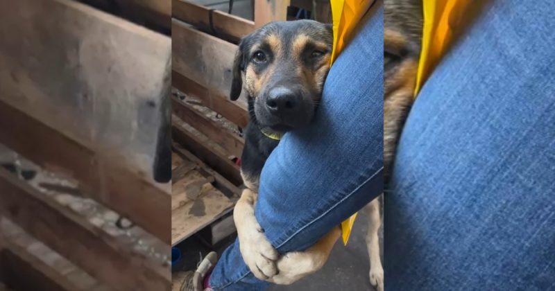 cachorro abraça perna de voluntária em abrigo no RS