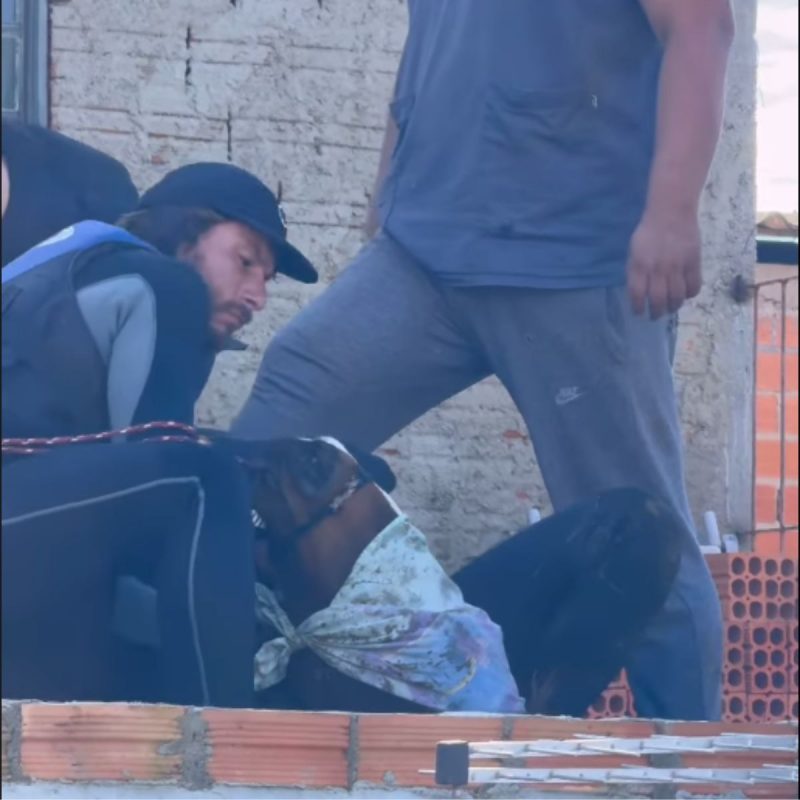 Surfistas auxiliam em mais um resgate de cavalo no RS – Foto: Divulgado na Internet/Reprodu&ccedil;&atilde;o/ND