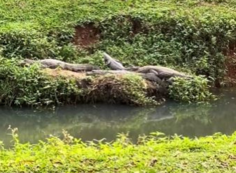Jacarés são vistos próximos de shopping em Florianópolis