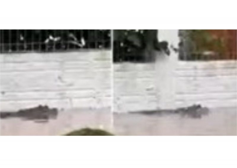 Jacarés nas enchentes do Rio Grande do Sul