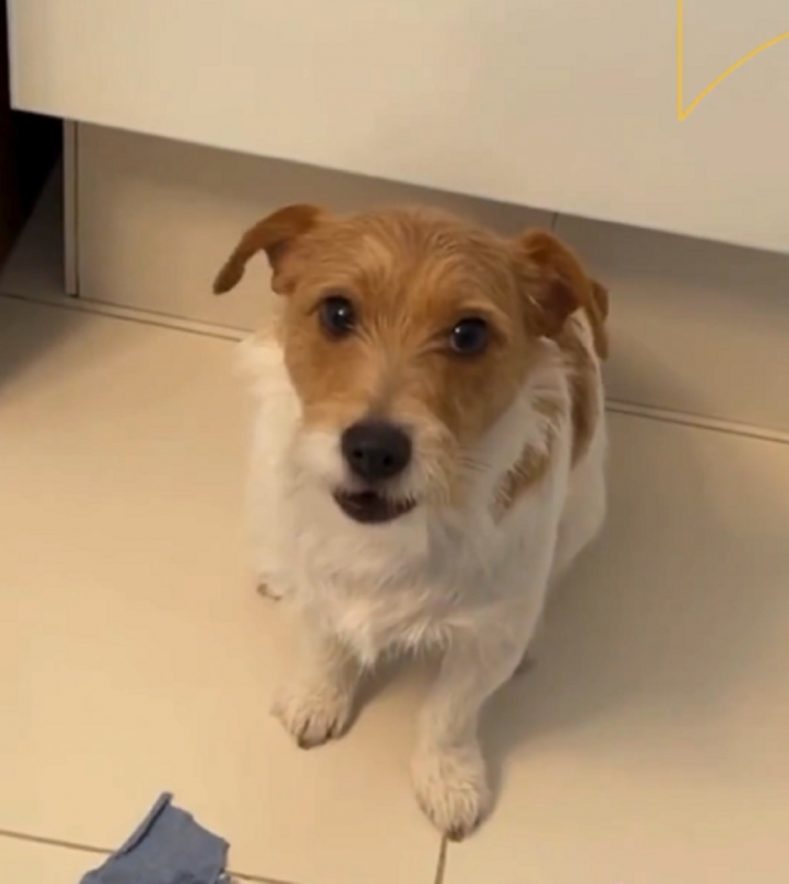 Pet da raça Jack Rusell viraliza ao latir de forma educada - Foto: André Reiis/Reprodução/ND