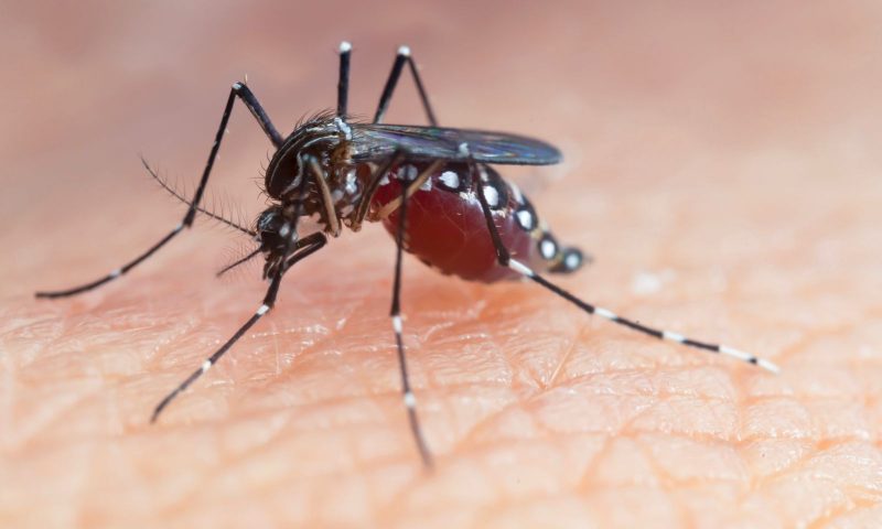 Mosquito-da-dengue em cima da pele humana