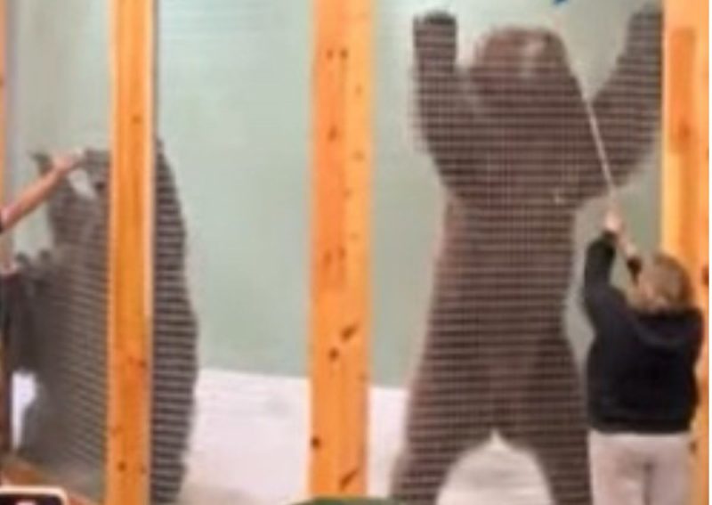 Urso de Kodiak impressiona biólogo