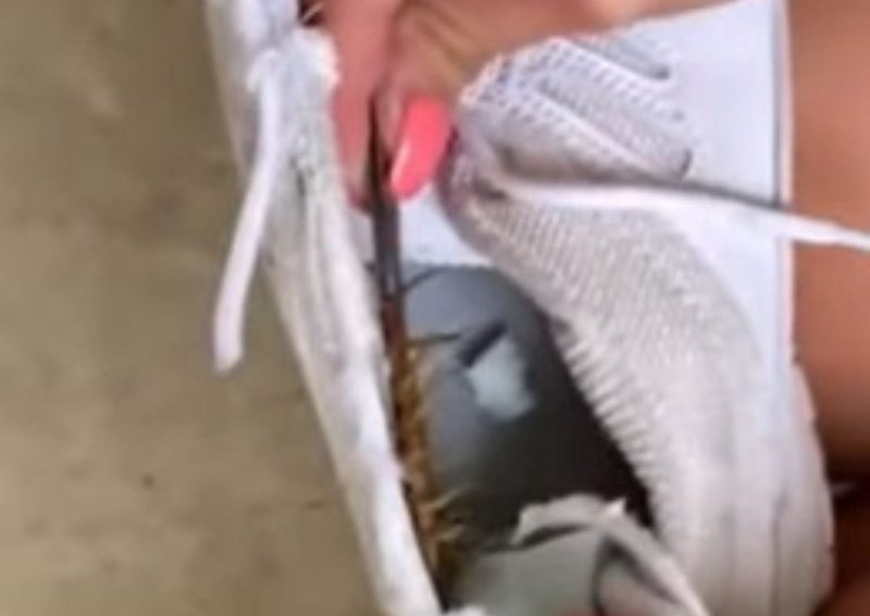 Lacraia enorme causa alvoroço