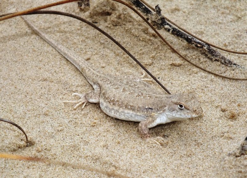 Alguns r&eacute;pteis s&atilde;o encontrados no Parque – Foto: Divulga&ccedil;&atilde;o/IMA/ND