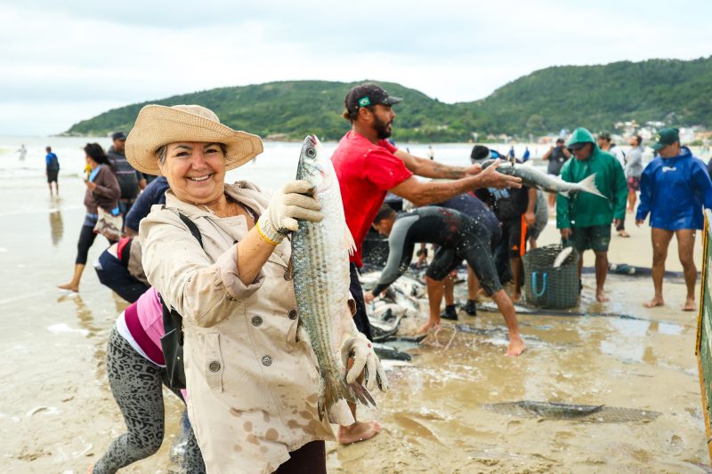 Peixes pesando mais de quatro quilos foram capturados na Barra da Lagoa&nbsp; – Foto: Jonat&atilde; Rocha/SECOM/ND