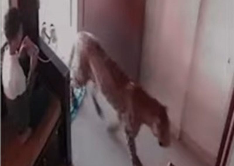 Leopardo aparece na casa, mas menino escapa com frieza