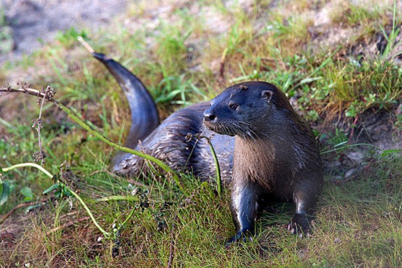 O nome lontra vem do latim Lutra, que significa &ldquo;que tem cauda longa&rdquo; – Foto: Freepik/Reprodu&ccedil;&atilde;o/ND