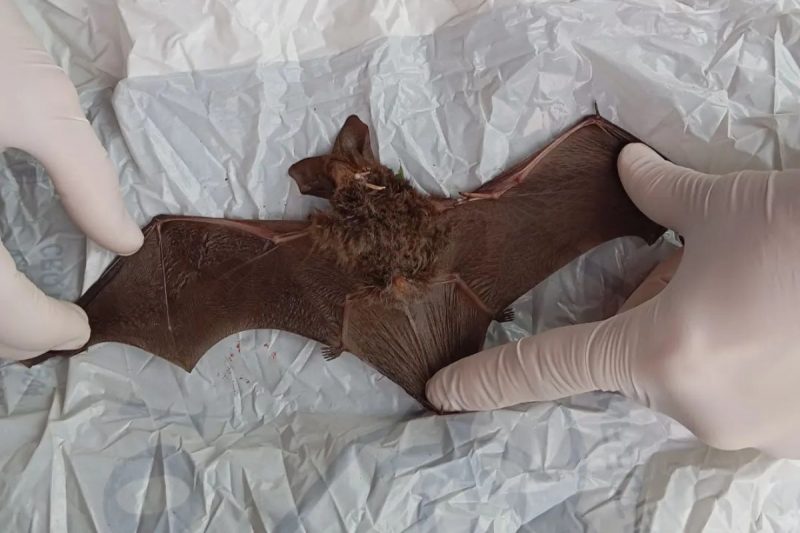 morcego de asas abertas morto sendo segurado por uma mão com luvas