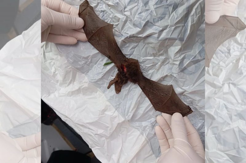 Animal foi morto pela m&atilde;e da crian&ccedil;a antes da chegada dos bombeiros. – Foto: Corpo de Bombeiros Volunt&aacute;rios de Irani/Divulga&ccedil;&atilde;o/ND