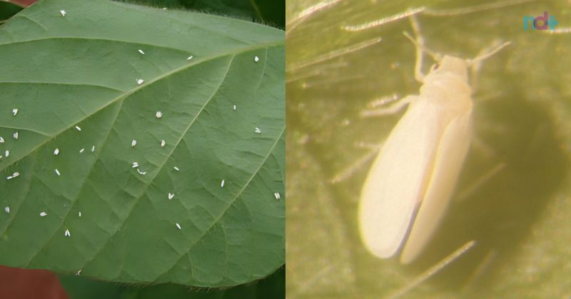 Praga deve influenciar na safra de tomate