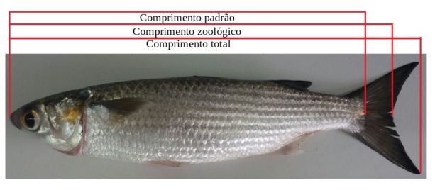 Biometria da Mugil curema 