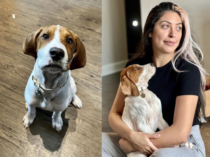 Montagem feita com a foto do cachorro Beau, levado para ser sacrificado pela tutora Kristie, que aparece ao lado. 