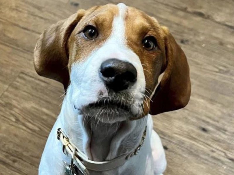 Na imagem, Beau, o cachorro levado para ser sacrificado ao descobrirem possíveis problemas neurológicos. 