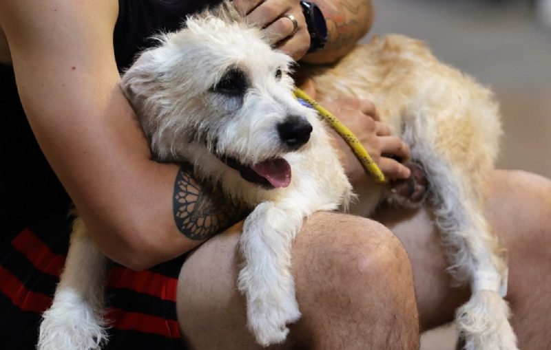 Pet no colo do tutor aguardando programa de castração gratuita em Blumenau 