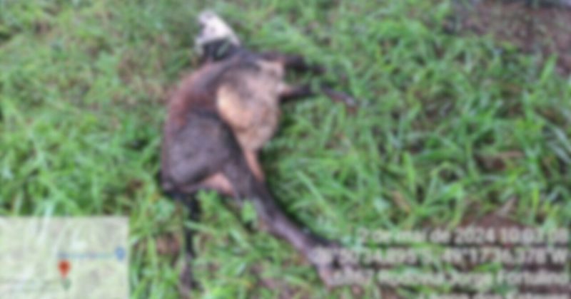 Bezerro morreu após ser atingido por raio